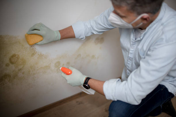 Best Black Mold Removal  in Taylor Lake Village, TX